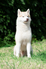 A young selfish Siberian husky male dog is sitting on dried grass. He has pale and white fur and...