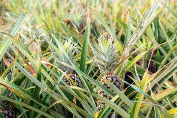 Obraz premium Pineapple in farm.