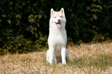 A young Siberian husky male dog is sitting on dried grass. He has pale and white fur and brown...