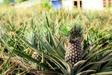 Fototapeta premium Pineapple on tree.
