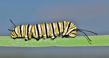 A Monarch caterpillar (Danaus plexippus) walking along a single blade of long green grass with a blue sky in the background. Image taken in Houston, TX.