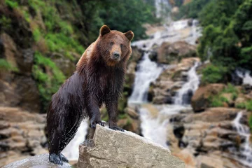 Foto auf Glas Bear stands on a stone © byrdyak
