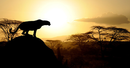 Cheetah at sunset on Natioanl park in Kenya © byrdyak