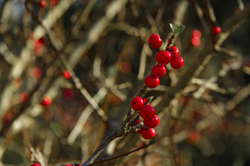 red berries