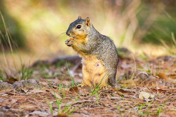 Naklejka na ściany i meble squirrel in the Meyer park in Houston, Texas