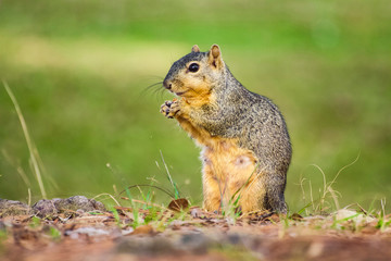Naklejka na ściany i meble squirrel in the Meyer park in Houston, Texas
