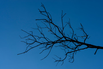 Obraz premium Silhouette death branch with blue sky.
