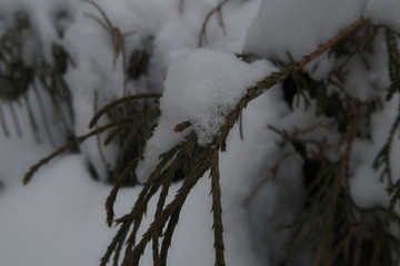 Frozen Branch closeup