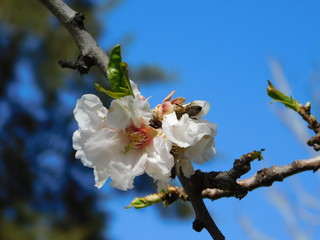 Almond tree, or Prunus dulcis or amygdalus flowers, and a honey bee