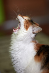 Cat portrait closeup