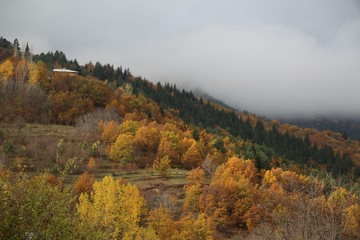 Fototapeta premium Autumn forest and village photos.savsat/artvin turkey 