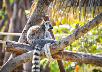 Lemur catta sitting on wood in the national park / Ring-tailed lemurs