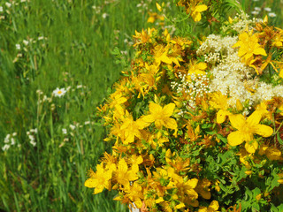 Freshly picked St. John's wort