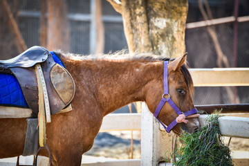 horses farm grazing grass in stable