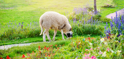 Obraz na płótnie Canvas Sheep grazing grass on green field in the sheep farm
