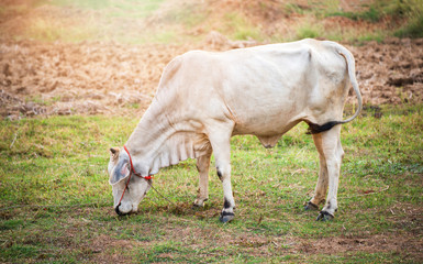 Asia white cow grazing grass on field agriculture farm in the countryside