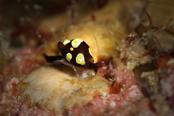 Sea slug Colpodaspis thompsoni. Picture was teken in Ambon, Indonesia