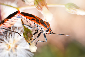 Red and orange bug mating insects on plant tree on nature background