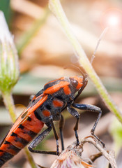 Red and orange bug mating insects on plant tree on nature background