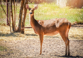 Barasingha deer mammal animal wildlife standing in national park / Swamp deers