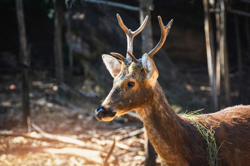 Barasingha deer mammal animal wildlife standing in national park / Swamp deers