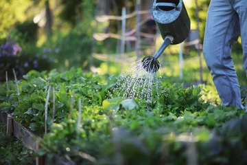 Foto auf Acrylglas Garten Mann Bauer Bewässerung eines Gemüsegartens