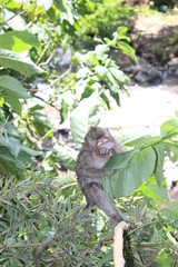 Brown Monkey in the Forest of Indonesia