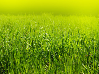 A young green grass on a in the park