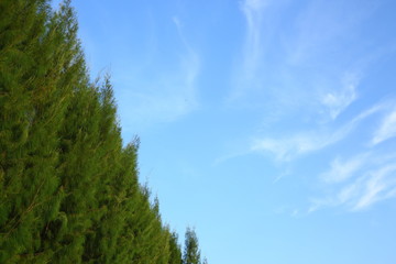 green pine tree in the park