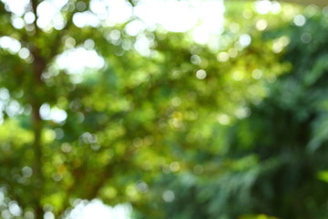 image blur bokeh light of green nature in the park