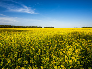 Fototapeta premium Blooming rapeseed field in spring