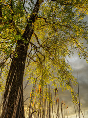 Tall birch tree with fresh leaves glowing in the light of the setting sun against dark dramatic clouds in the sky