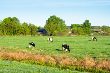 Small herd of cows grazing fresh green grass in the field beside a small village.