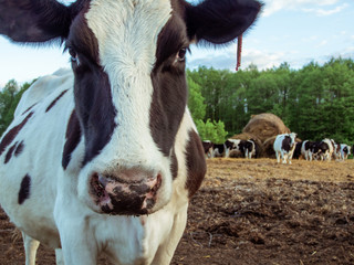 Close-up portrait of a black and white milk cow standing in the corral.