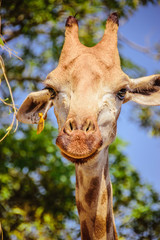 Obraz premium Giraffe shot 