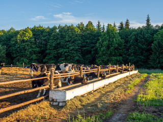 Black and white cows standing in a corral and feeding from a trough on a calm sunny evening in spring