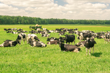 Herd of black and white cows taking rest in the middle of a hot summer day © dmitriygut