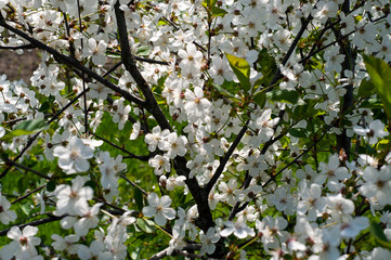 blooming cherry tree in spring