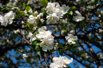 apple blossom