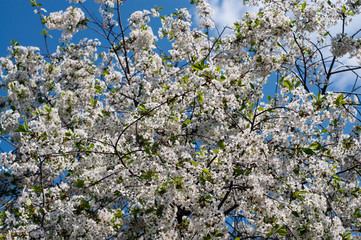 flowers on blue sky background