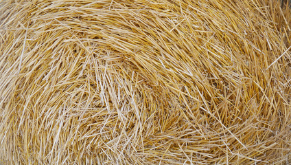 Golden hay stock rolled in a circle