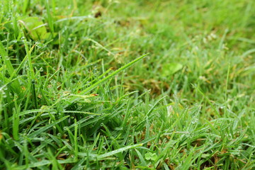 water dew drop on green grass garden