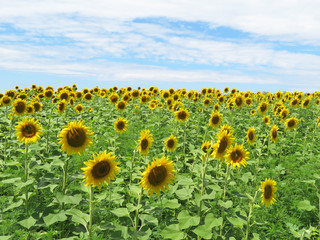 Sunflowers field and blue sky with white clouds in summer. Blooming sunflowers, concept for cooking oil production, picturesque landscape