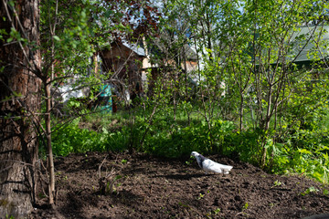 A white dove walks on freshly plowed land next to a tree and green bushes. in the garden outside...