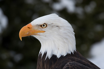 Ein Weisskopfseeadlerkopf in der Seitenansicht