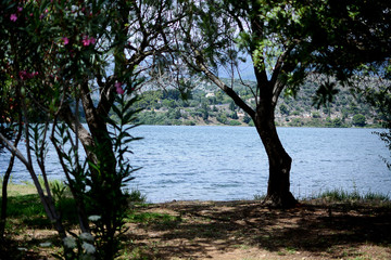 tree on shore of lake
