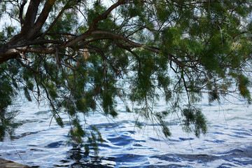 tree in the water