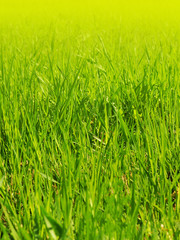 A young green grass on a in the park