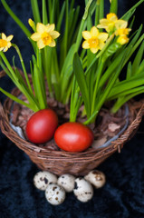 Quail and dyed eggs, wicker basket