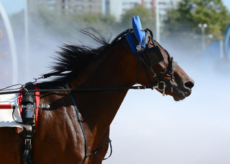 Potrait of a brown horse trotter breed in motion on hippodrome.